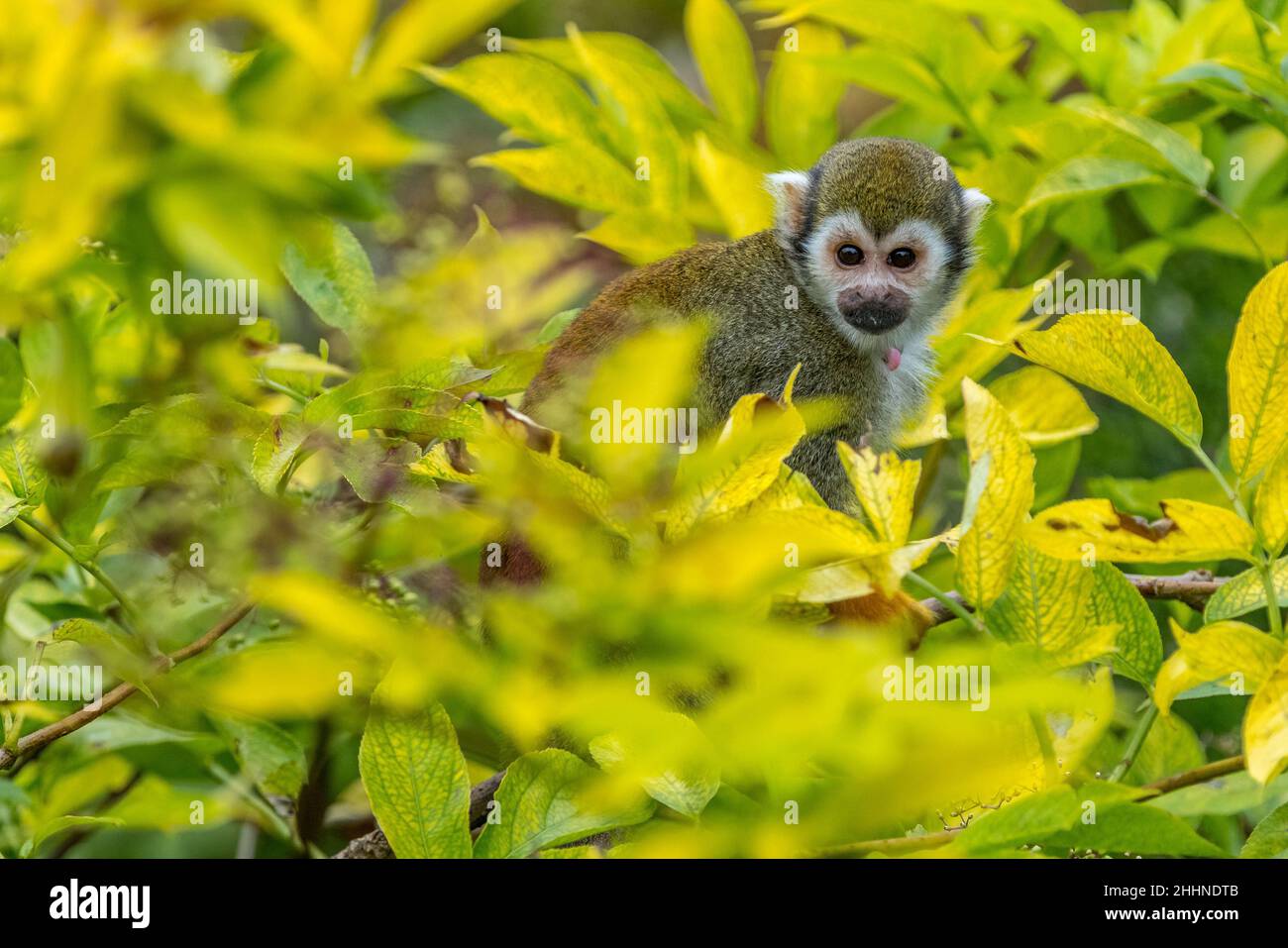 Eichhörnchen Affen in der Spitze eines Baumes Stockfoto