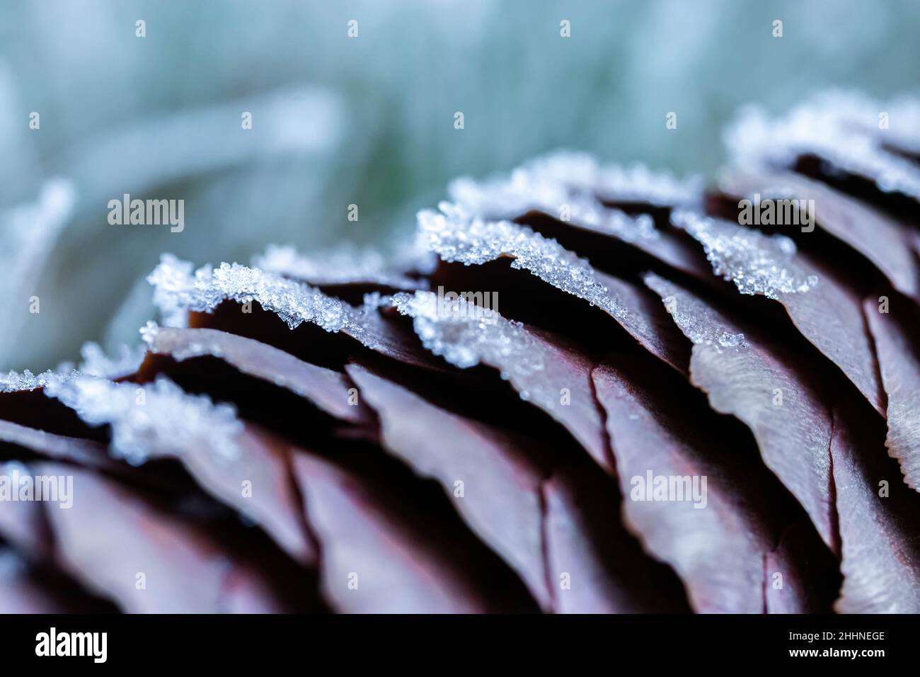 Kiefernkegel bedeckt mit stacheligen Eisfrost Nahaufnahme im Winter. Stockfoto