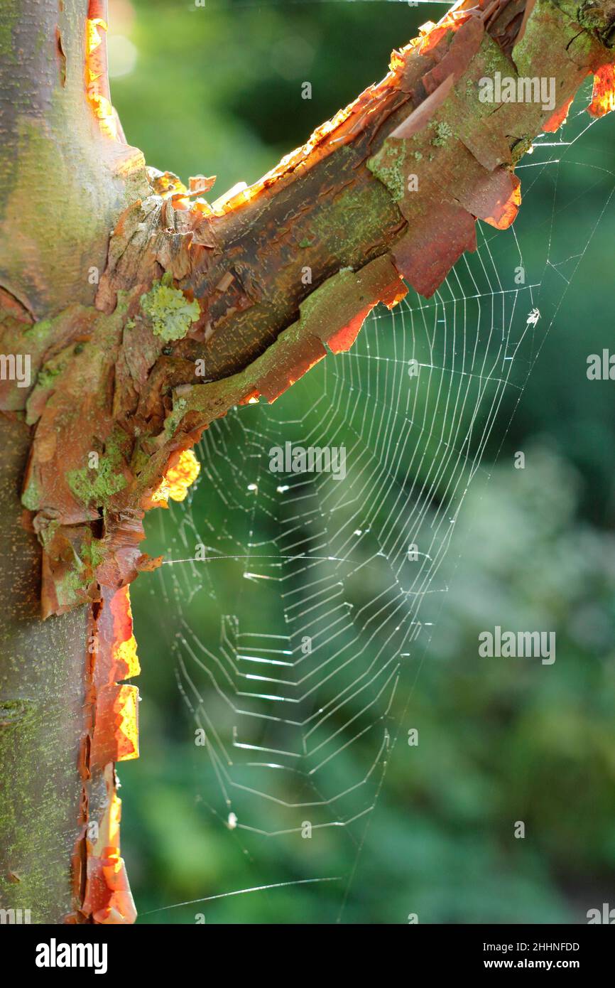 Spinnennetz in einem Paperbark-Ahornbaum im Herbst. Web von Araneus diadematus auf Acer griseum. VEREINIGTES KÖNIGREICH Stockfoto