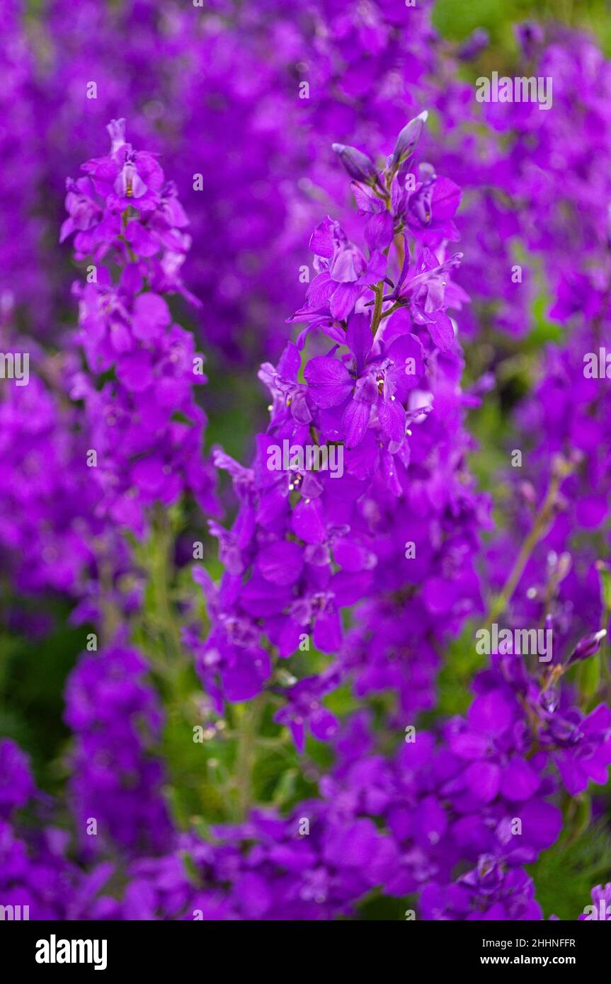 Schöner Blumenhintergrund. Verwischter violetter Farbbereich. Defokussed floral Hintergrund. Stockfoto