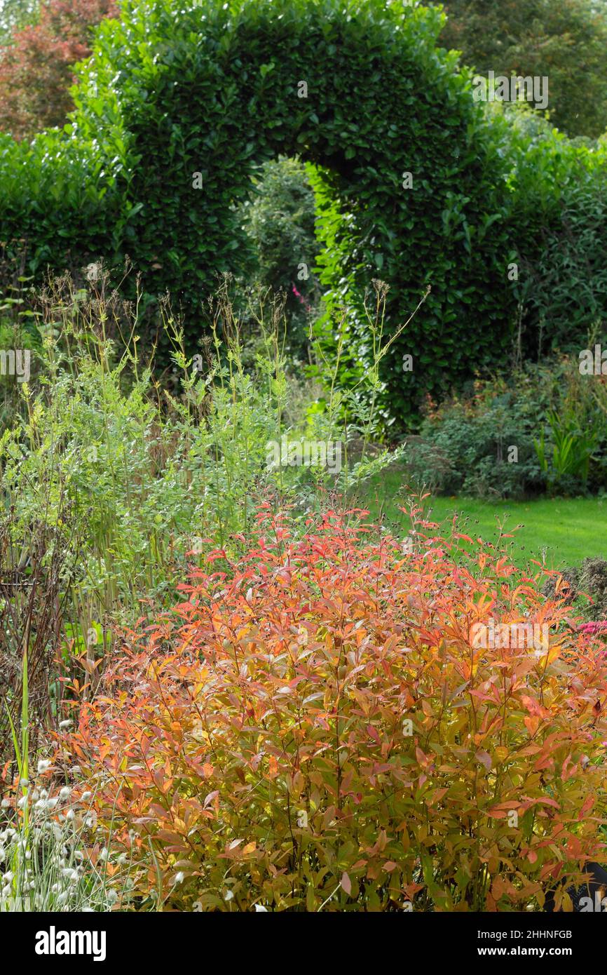 Das von feurigen Blättern der Gillenia trifoliata (Bowmans Wurzel) dominierte, mehrjährige Herbstbett sieht in einer Gartenhecke zu einem natürlichen Torbogen aus. VEREINIGTES KÖNIGREICH Stockfoto
