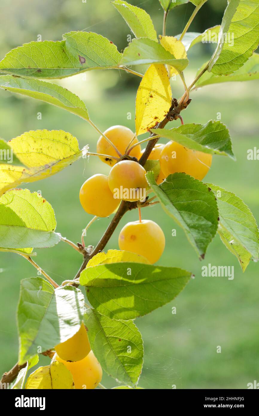 Malus × zumi 'Golden Hornet' Krabbenäpfel im Herbst.Großbritannien Stockfoto