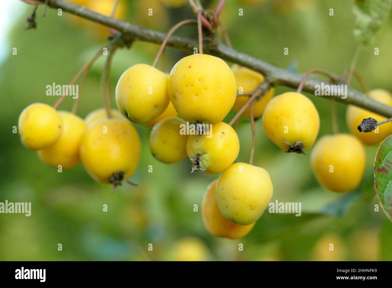 Malus × zumi 'Golden Hornet' Krabbenäpfel im Herbst.Großbritannien Stockfoto