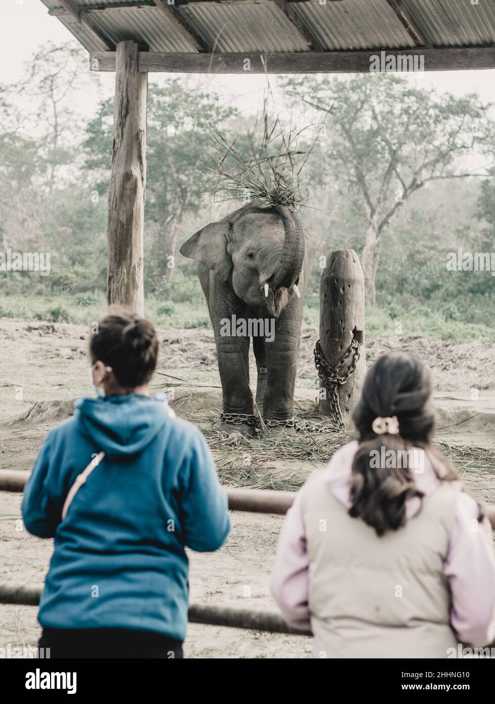 Elefantenzuchtzentrum Chitwan, Nepal Stockfoto