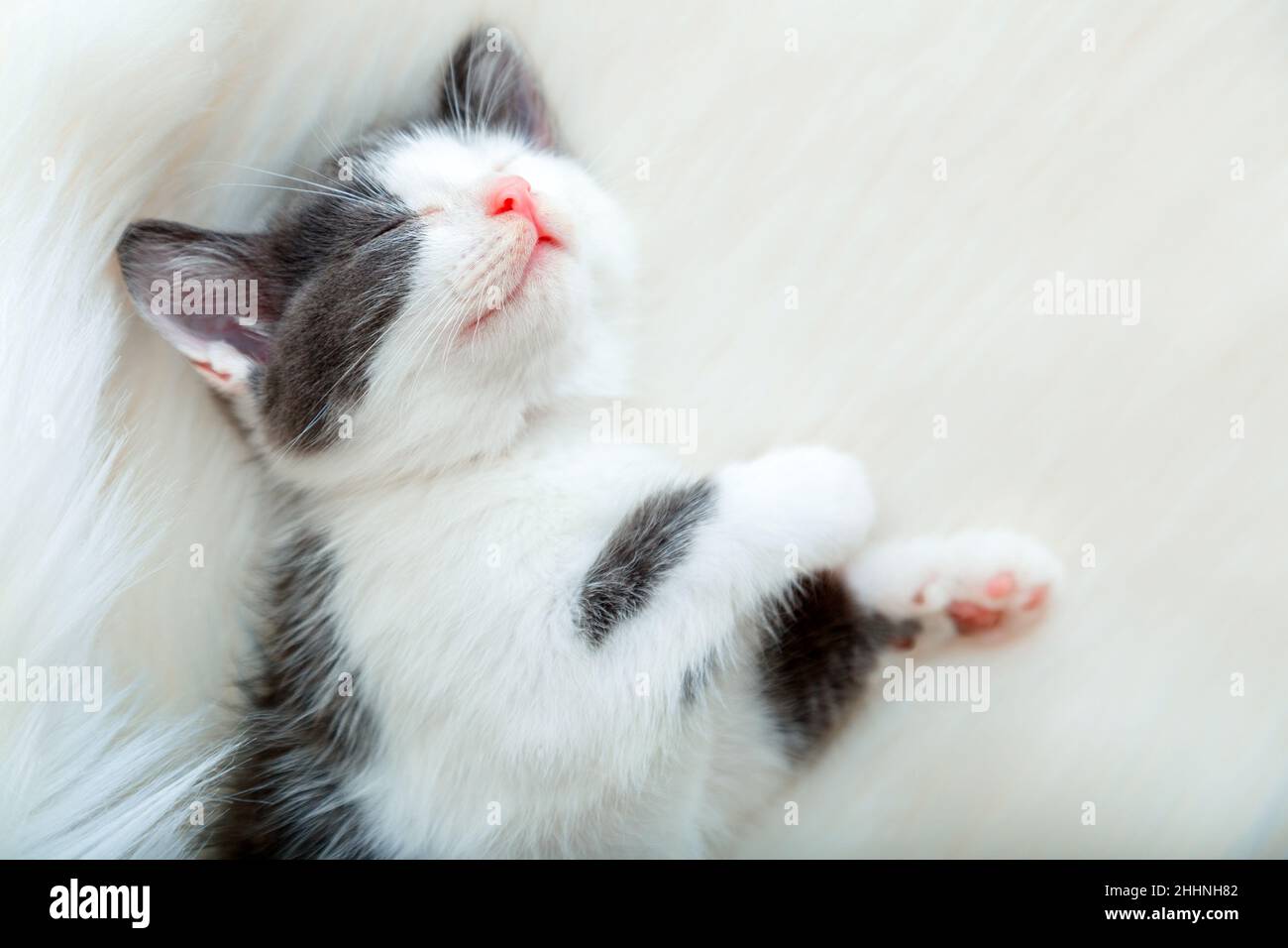 Schwarz weiße Katze bequem entspannen in gemütlichen Bett. Kätzchen Haustier Tier mit rosa Nase haben süße Träume. Kätzchen Katze schlafen heben Pfoten zeigen rosa Pfote Stockfoto