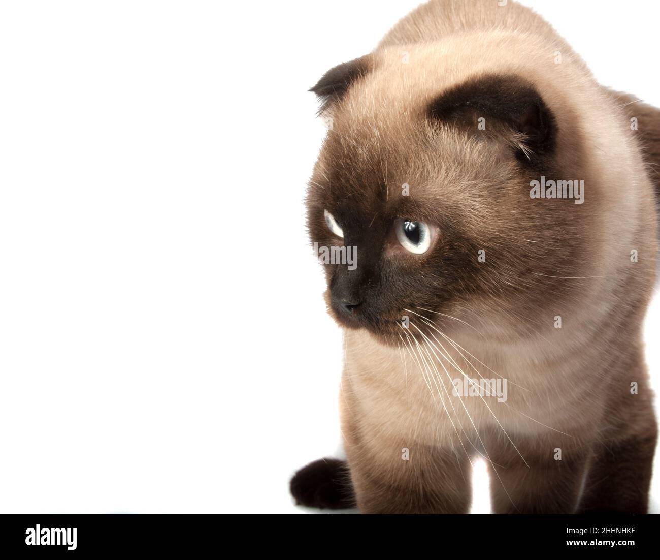 Scotish braune Falte Katze auf der weißen Stockfoto