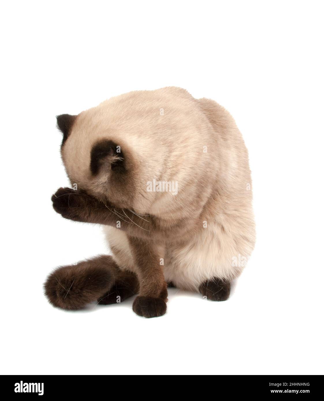 Scotish braune Falte Katze auf der weißen Stockfoto