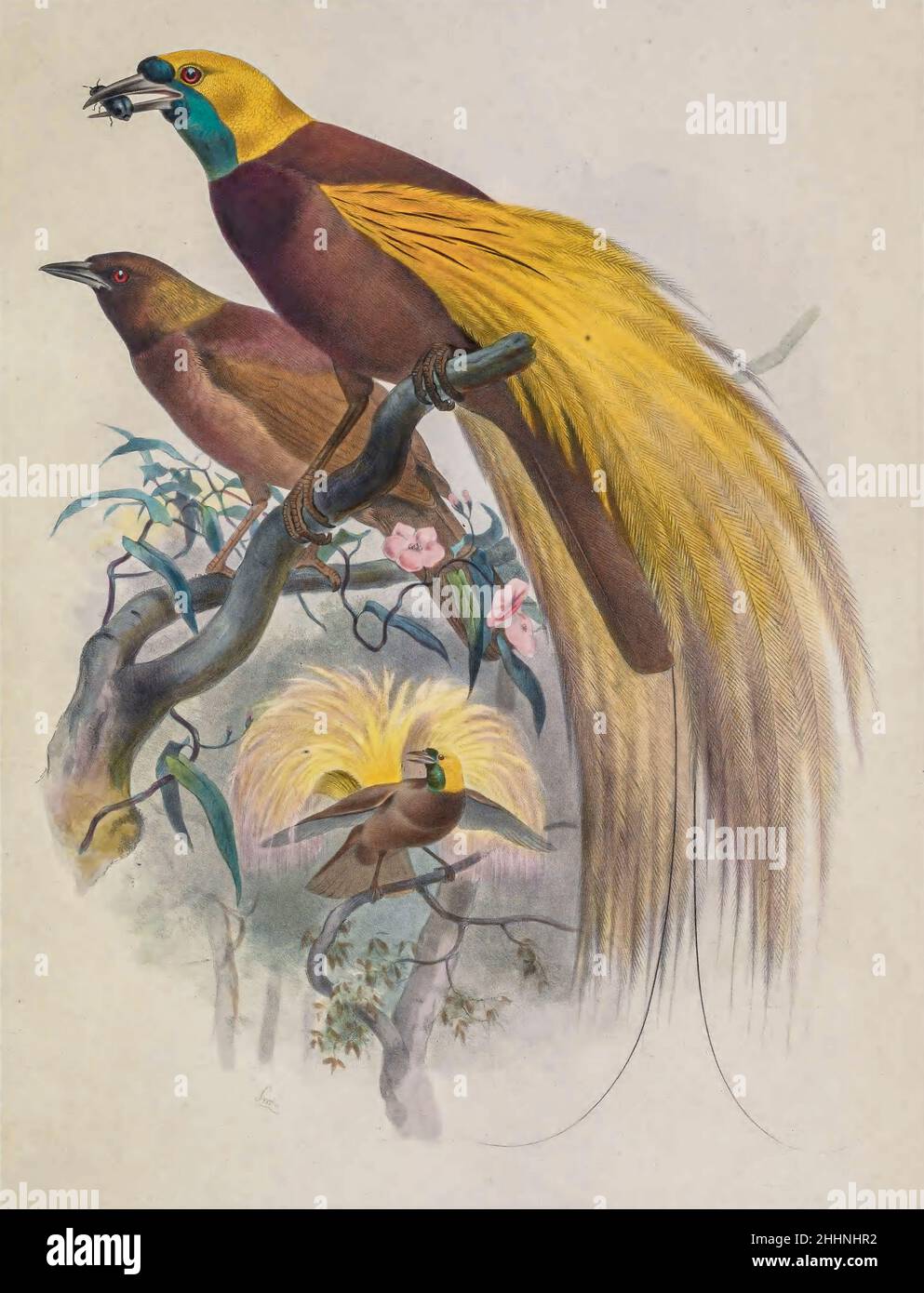 Der größere Paradiesvögel (Paradisaea apoda) ist ein Paradiesvögel der Gattung Paradisaea. Getönte Lithographie illustriert von Joseph Smit, aus dem Buch "die schönen und neugierigen Vögel der Welt" von Charles Barney Cory, Veröffentlicht vom Autor für die Abonnenten Boston USA 1883. Die Platten sind getönte Lithographien, einige mit zusätzlicher Handfärbung Stockfoto