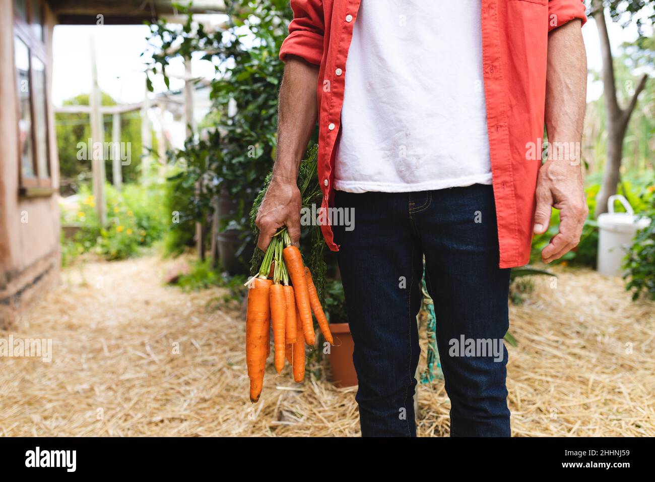 Mittelteil des kaukasischen Mannes, der geerntete Karotten hält, während er im Hinterhof steht. Lebensstil, gesunde Ernährung, Bio- und Landwirtschaftskonzept. Stockfoto