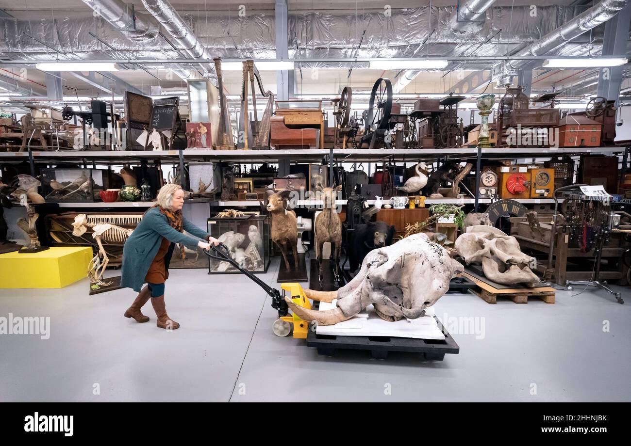 Clare Brown, Kuratorin für Naturwissenschaft, bewegt einen 150 Jahre alten Schädel des indischen Elefanten, eines von über einer Million Objekten, darunter 800.000 Pflanzen- und Tierpräparate, im Leeds Discovery Center, während die eigens dafür errichtete Lagerungs- und Konservierungseinrichtung des Museums sich darauf vorbereitet, ihren Lagerraum für öffentliche Besuche wieder zu öffnen. Bilddatum: Dienstag, 25. Januar 2022. Stockfoto