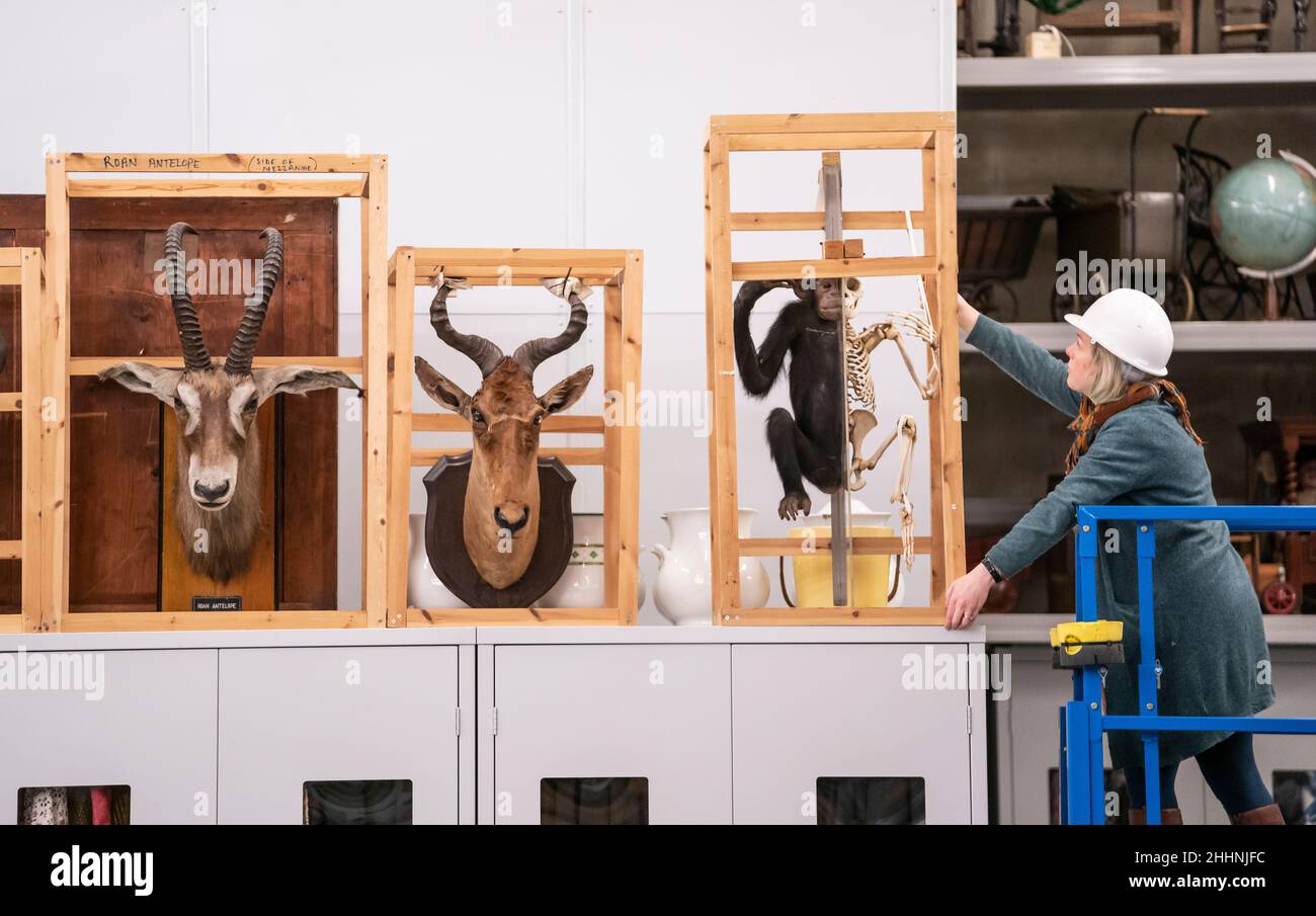 Clare Brown, Kuratorin für Naturwissenschaft, mit einem Schimpansen-Exemplar, das an einer Universität zur Lehre der Tieranatomie verwendet worden wäre, einem von über einer Million Objekten, darunter 800.000 Pflanzen- und Tierproben im Leeds Discovery Center, Als Zweck gebaut Museum Lagerung und Konservierung Anlage bereitet sich auf ihre Lagerraum für öffentliche Besuche wieder zu öffnen. Bilddatum: Dienstag, 25. Januar 2022. Stockfoto