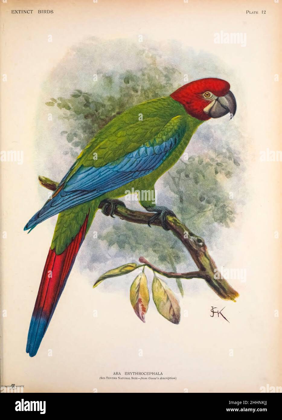 Der rothaarige Ara oder jamaikanischer grün-gelber Ara (Ara erythrocephala) mag eine Papageienart in der Familie Psittacidae gewesen sein, die in Jamaika gelebt hat, aber seine Existenz ist hypothetisch. Von John Gerrard Keulemans von "ausgestorbenen Vögeln" : Ein Versuch, in einem Band eine kurze Darstellung jener Vögel zu vereinen, die in historischen Zeiten ausgestorben sind : das heißt, innerhalb der letzten sechs oder siebenhundert Jahre : Hinzu kommen noch einige wenige, die noch existieren, aber am Rande des Aussterbens stehen. Von Baron, Lionel Walter Rothschild, 1868-1937 Veröffentlicht 1907 als limitiertes Buch in London von Hutchin Stockfoto