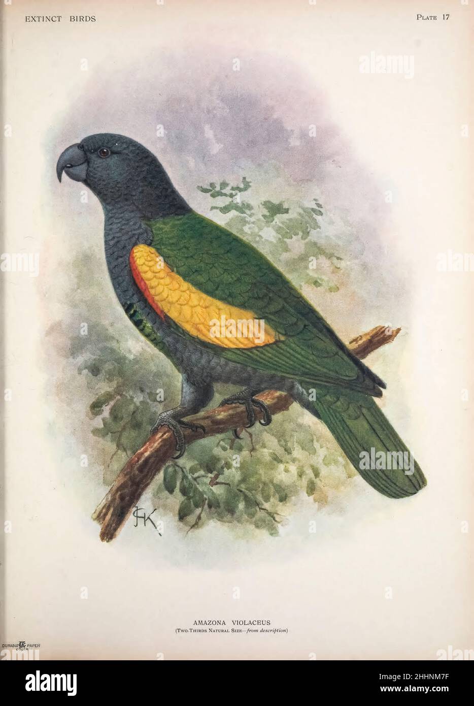 Der Guadeloupe-amazonas (Amazona violacea) oder Guadeloupe-Papagei ist eine hypothetisch ausgestorbene Papageienart, die vermutlich in der Region der Kleinen Antillen von Guadeloupe endemisch war. Es wurde von Schriftstellern des 17th. Und 18th. Jahrhunderts erwähnt und beschrieben und erhielt 1789 einen wissenschaftlichen Namen. Sie wurde 1905 in die Gattung Amazona verlegt und wird vermutlich mit dem noch erhaltenen kaiserlichen amazonas verwandt oder möglicherweise gleich geblieben sein. Ein Tibiotarsus und ein Ulna-Knochen von der Insel Marie-Galante können zum amazonas von Guadeloupe gehören. Von John Gerrard Keulemans von ' ausgestorbenen Vögeln ' : ein Versuch, sich zu vereinen Stockfoto