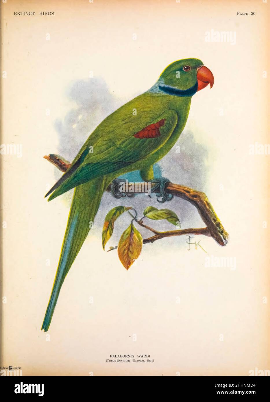 Der Seychellen-Sittich oder Seychellen-Papagei (Psittacula wardi syn Paleornis wardi) ist eine ausgestorbene Papageienart, die auf den Seychellen im Indischen Ozean endemisch war. Es wurde wissenschaftlich Paleornis wardi vom britischen Ornithologen Edward Newton im Jahr 1867 von John Gerrard Keulemans aus "ausgestorbenen Vögeln" genannt: Ein Versuch, in einem Band einen kurzen Bericht über jene Vögel zu vereinen, die in historischen Zeiten ausgestorben sind: Das heißt, innerhalb der letzten sechs oder siebenhundert Jahre : hinzu kommen noch einige, die noch existieren, aber am Rande des Aussterbens stehen. Von Baron, Lionel Walter Ro Stockfoto