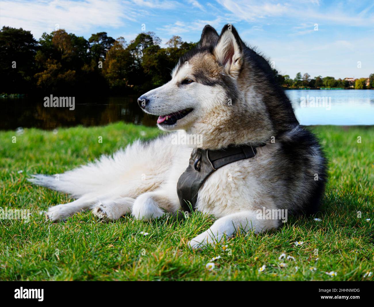 Alaskan Malamute Hund liegt auf Gras neben dem See, Großbritannien Stockfoto