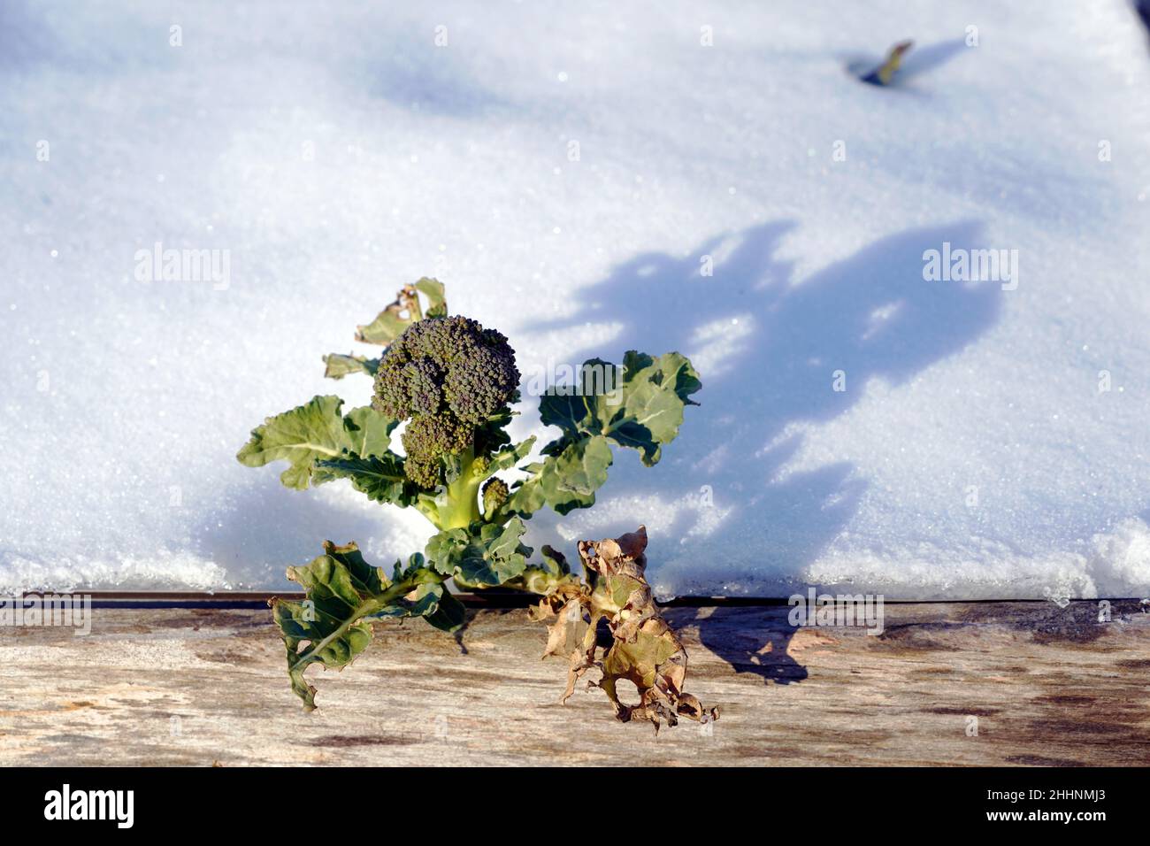 Kleine Brokkoli-Pflanze in einer Holzkiste für den Mikrogarten im Winter. Schnee liegt im Hintergrund und bietet Platz für Kopien. Stockfoto