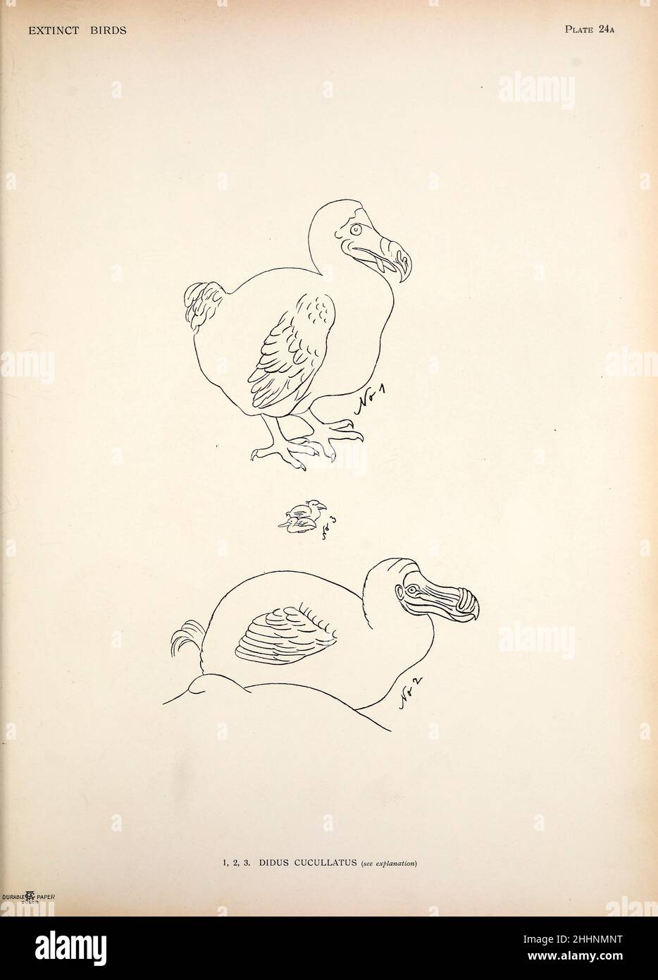Der Dodo (Raphus cucucullatus hier als Didus cucullatus) ist ein ausgestorbener fluguntauglicher Vogel, der auf der Insel Mauritius, die östlich von Madagaskar im Indischen Ozean liegt, endemisch war. Ein Versuch, in einem Band eine kurze Darstellung jener Vögel zu vereinen, die in historischen Zeiten ausgestorben sind : das heißt, innerhalb der letzten sechs oder siebenhundert Jahre : Hinzu kommen noch einige wenige, die noch existieren, aber am Rande des Aussterbens stehen. Von Baron, Lionel Walter Rothschild, 1868-1937 Veröffentlicht 1907 als limitiertes Buch in London von Hutchinson & Co Stockfoto