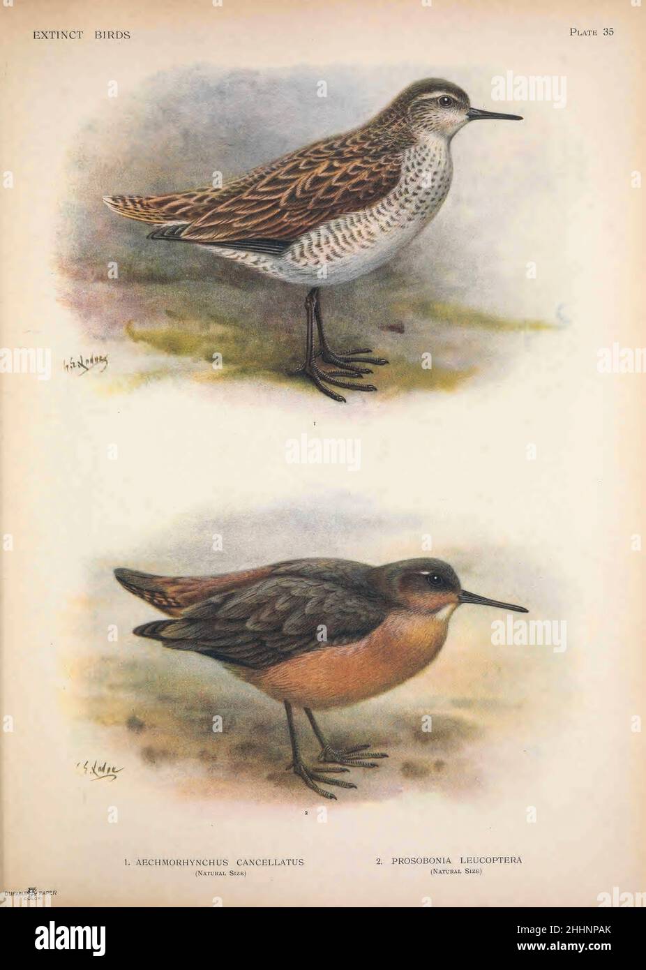 1. Der Weihnachtssandpiper oder Kiritimati-Sandpiper (Prosofonia cancellata) war ein kleiner Seeufer. In der ersten Hälfte des 19th. Jahrhunderts wurde sie ausgestorben. Es war endemisch auf der Weihnachtsinsel (jetzt auch Kiritimati), seit 1919 Teil von Kiribati. Es ist ausschließlich aus einer einzigen zeitgenössischen Illustration (von William Wade Ellis) und einer Beschreibung von William Anderson bekannt, die beide während der dritten Umrundungsreise unter der Führung von Captain James Cook gemacht wurden, die das Atoll der Weihnachtsinsel zwischen dem 24. Dezember 1777 und dem 2. Januar 1778 2 besuchte. Der Tahiti-Sandpiper oder der Tahitian-Sandpiper (Pro Stockfoto