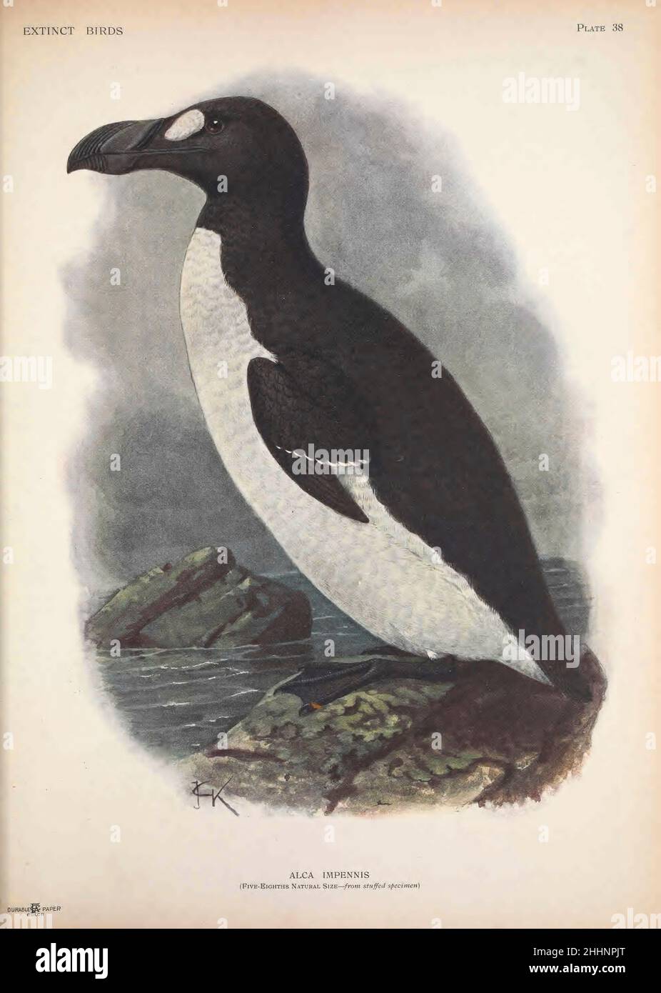Die große Auche (Pinguinus impennis hier als Alca impennis) ist eine Art flugunsen Alcids, die Mitte des 19th. Jahrhunderts ausgestorben ist. Sie war die einzige moderne Art der Gattung Pinguinus. Es ist nicht eng verwandt mit den Vögeln, die jetzt als Pinguine bekannt sind, die später von Europäern entdeckt und so von Seeleuten wegen ihrer physischen Ähnlichkeit mit der großen Auk benannt wurden. Von John Gerrard Keulemans aus "ausgestorbenen Vögeln" : Ein Versuch, in einem Band eine kurze Darstellung jener Vögel zu vereinen, die in historischen Zeiten ausgestorben sind : das heißt, innerhalb der letzten sechs oder siebenhundert Jahre : zu denen Stockfoto