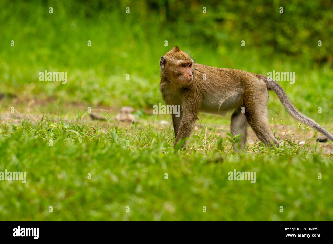 Ein wilder Affe, der aufgrund des Ausbruchs den Berg hinunter kam, geht auf dem Grasfeld, um nach Futter-, Natur- und Wildtierkonzepten zu suchen Stockfoto