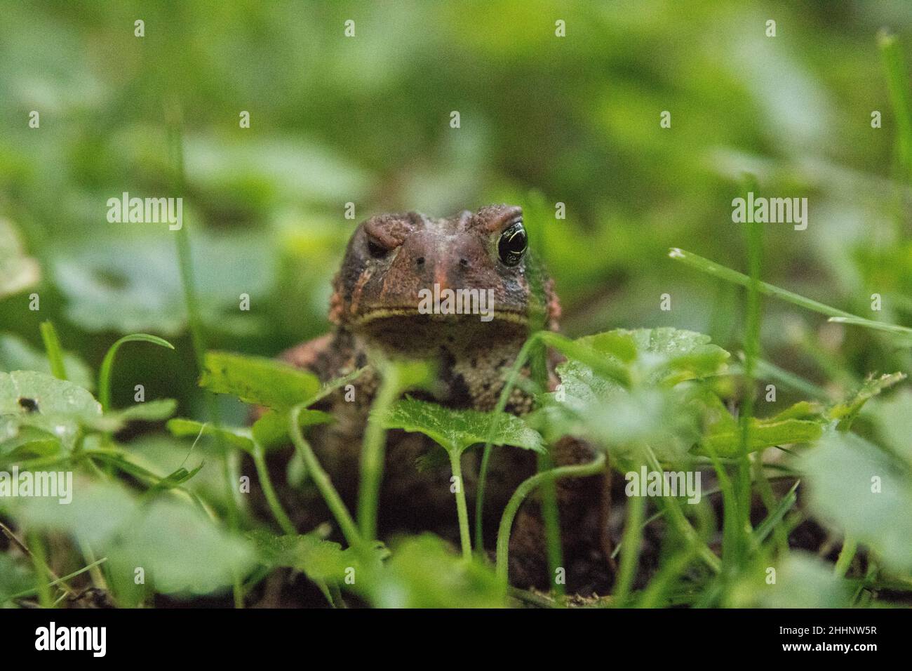 Lustige kröte Fotos und Bildmaterial in hoher Auflösung Alamy