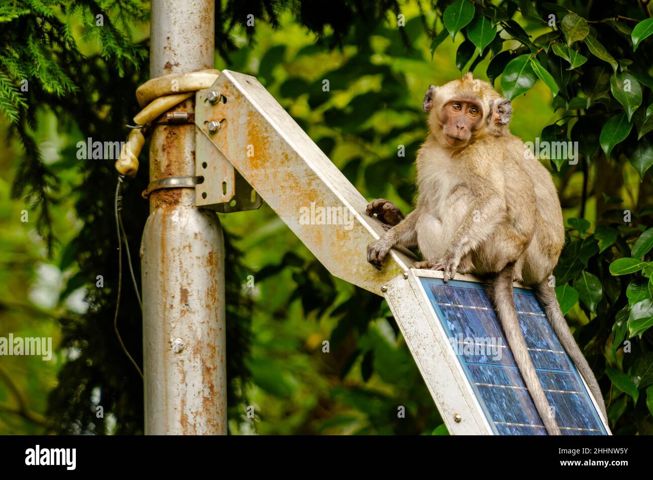 Zwei wilde Affen, die aufgrund der Eruption aus ihrem Lebensraum am Berghang kamen, suchen im von Menschen genutzten Parkgebiet nach Nahrung Stockfoto