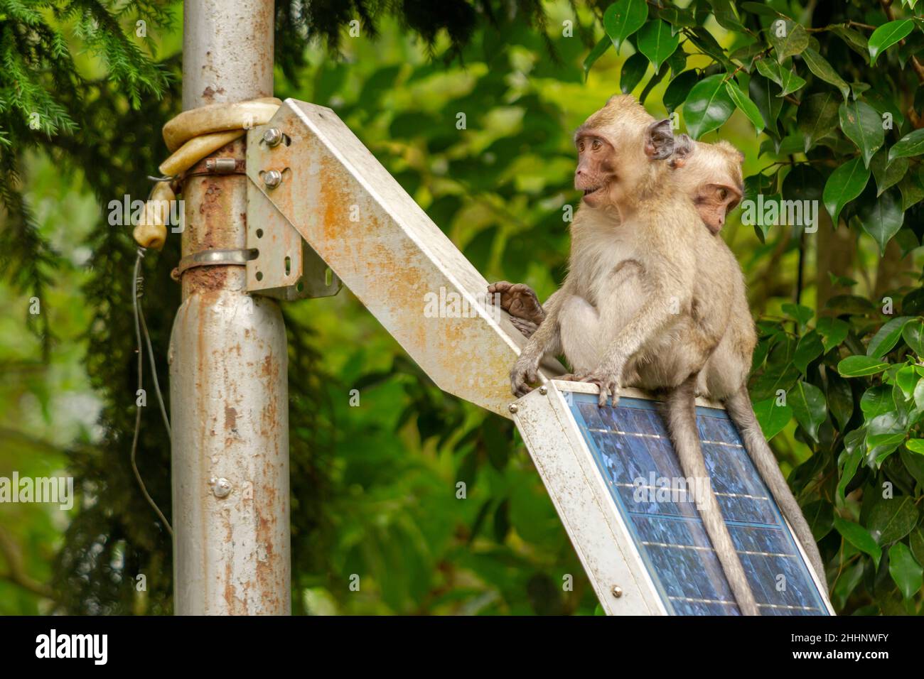 Zwei wilde Affen, die aufgrund der Eruption aus ihrem Lebensraum am Berghang kamen, suchen im von Menschen genutzten Parkgebiet nach Nahrung Stockfoto