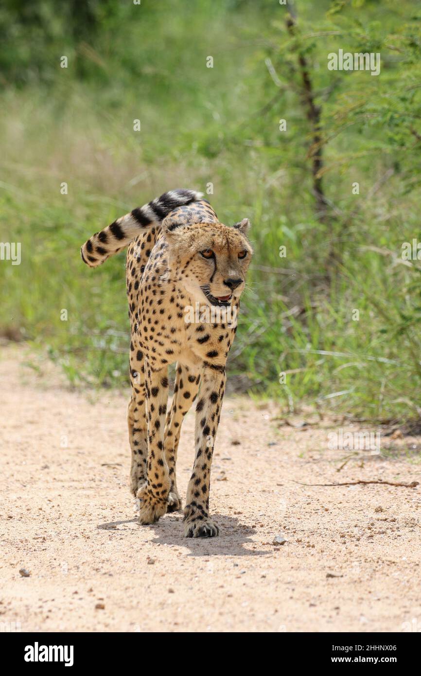 Gepard im Krüger National Park Stockfoto