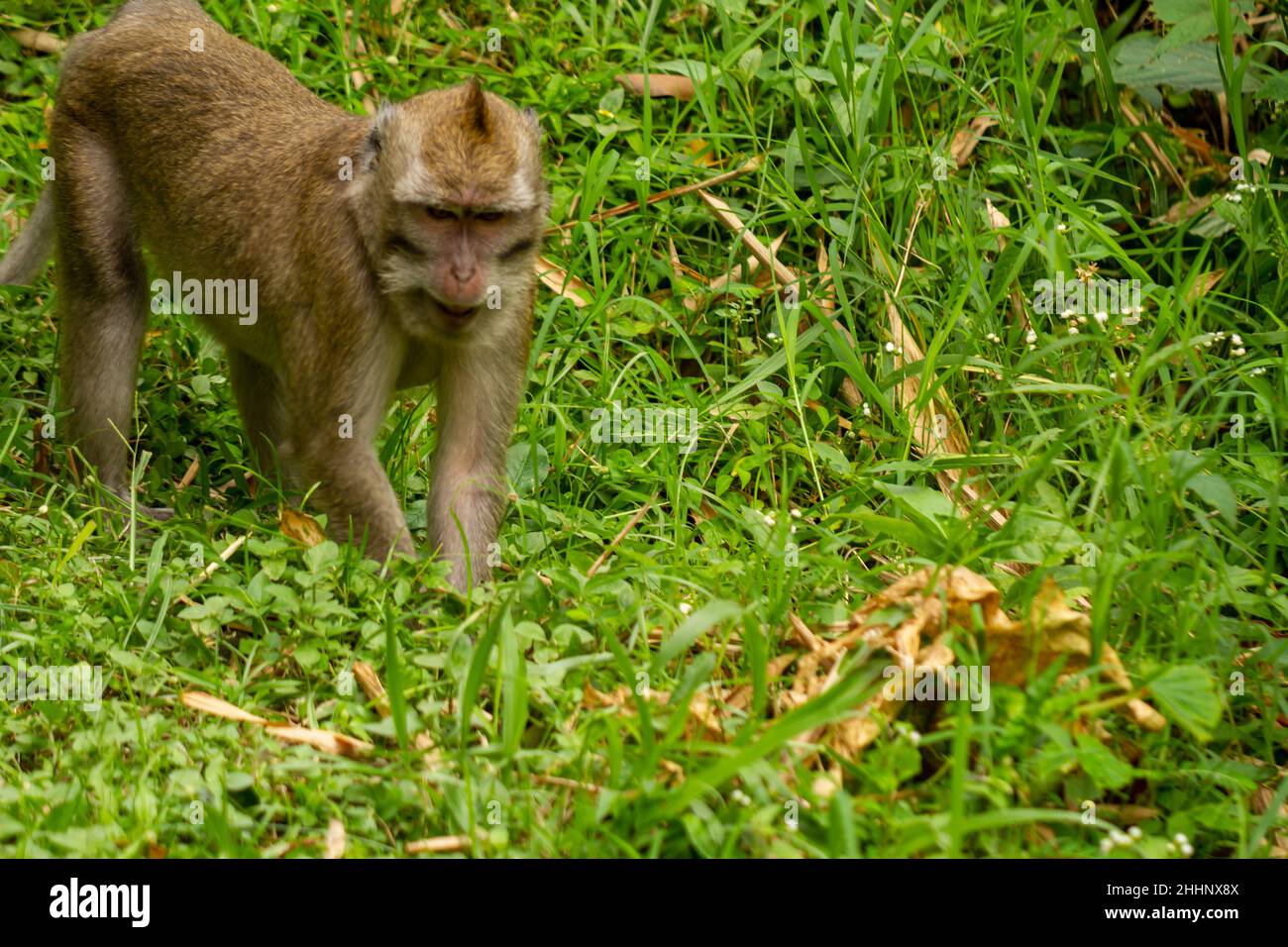 Ein wilder Affe, der aufgrund des Ausbruchs den Berg hinunter kam, geht auf dem Grasfeld, um nach Futter-, Natur- und Wildtierkonzepten zu suchen Stockfoto