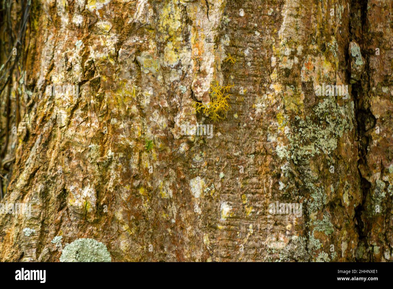 Selektiver Fokus auf die Oberfläche der Rinde, die eine raue Textur, leicht trocken und eine charakteristische braune Farbe des Holzes hat. Wird für Natur-Themen verwendet Stockfoto