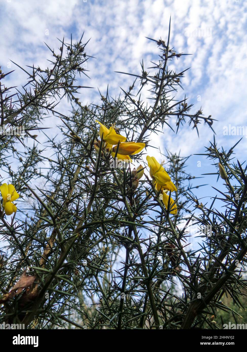 Nahaufnahme eines natürlichen Frühlingsblumenportraits der gemeinen Gorse (Ulex europaeus) Blume Stockfoto