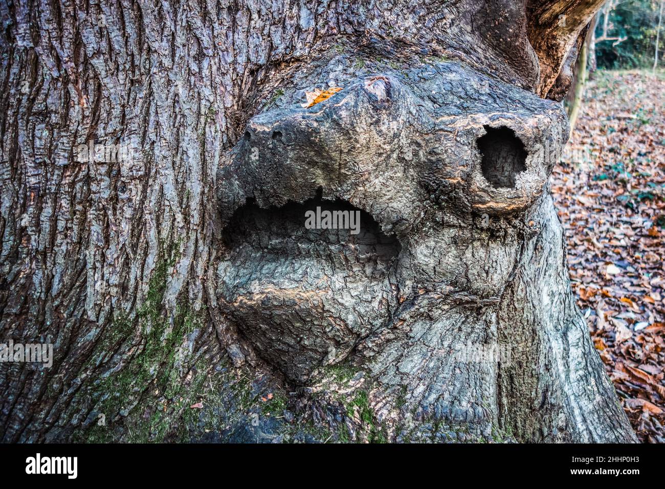 Nahaufnahme eines Baumes mit einem teuflisch dämonisch aussehenden Tiergesicht aus der Rinde, aufgenommen im Scadbury Park Nature Reserve, 29.. November 2021 Stockfoto