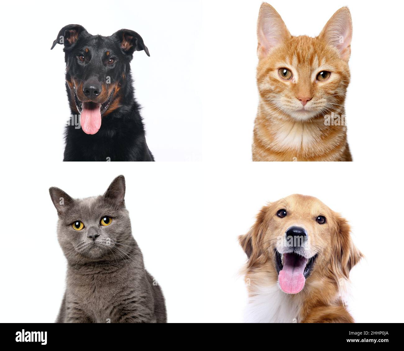 Gruppe von schönen Hunden vor einem weißen Hintergrund Stockfoto