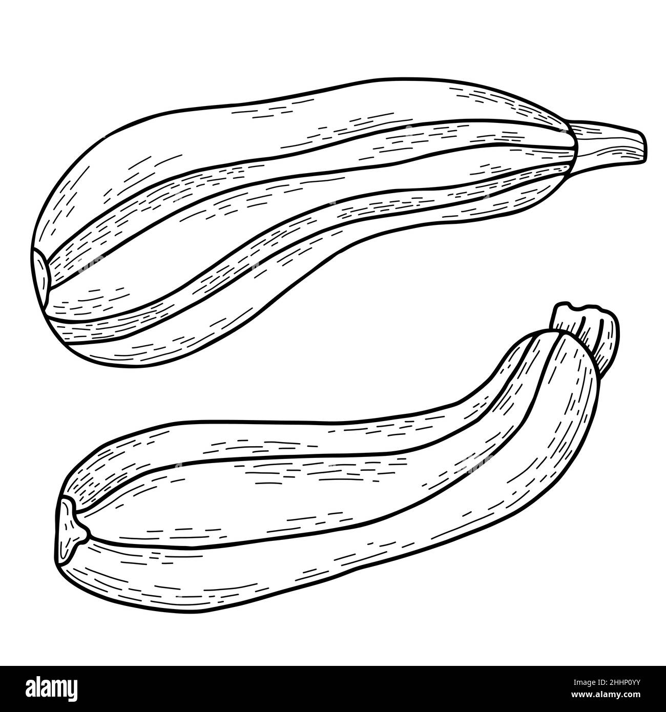 Gemüsekultur Mark. Schöne längliche Früchte gestreifte Zucchini. Vektorgrafik. Lineare Handzeichnung im Doodle-Stil, Umriss für Design, Dekor Stock Vektor