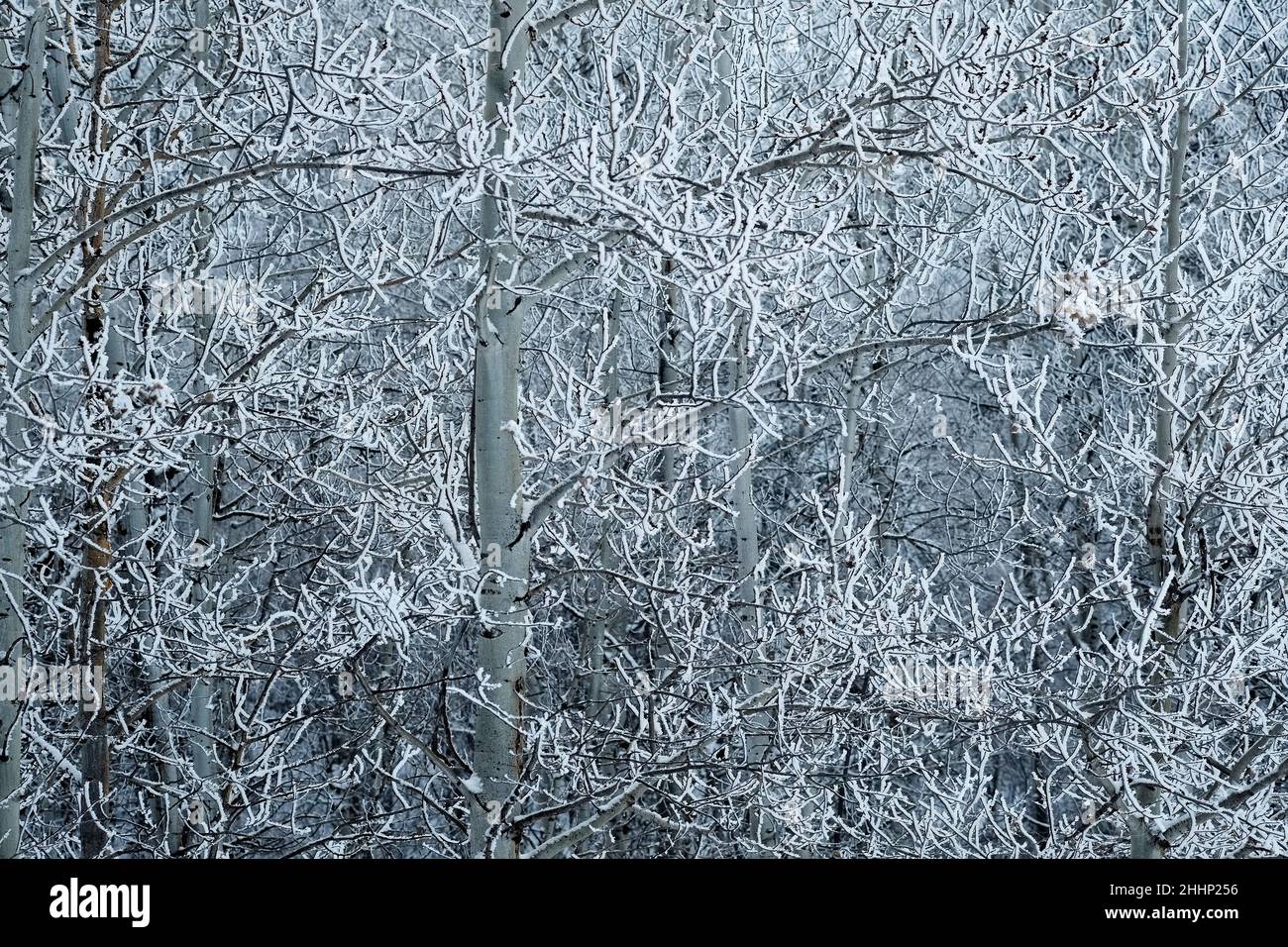 Winterfrost bedeckt Baum und Äste mit Schnee und Eis in der frostigen Kälte Stockfoto