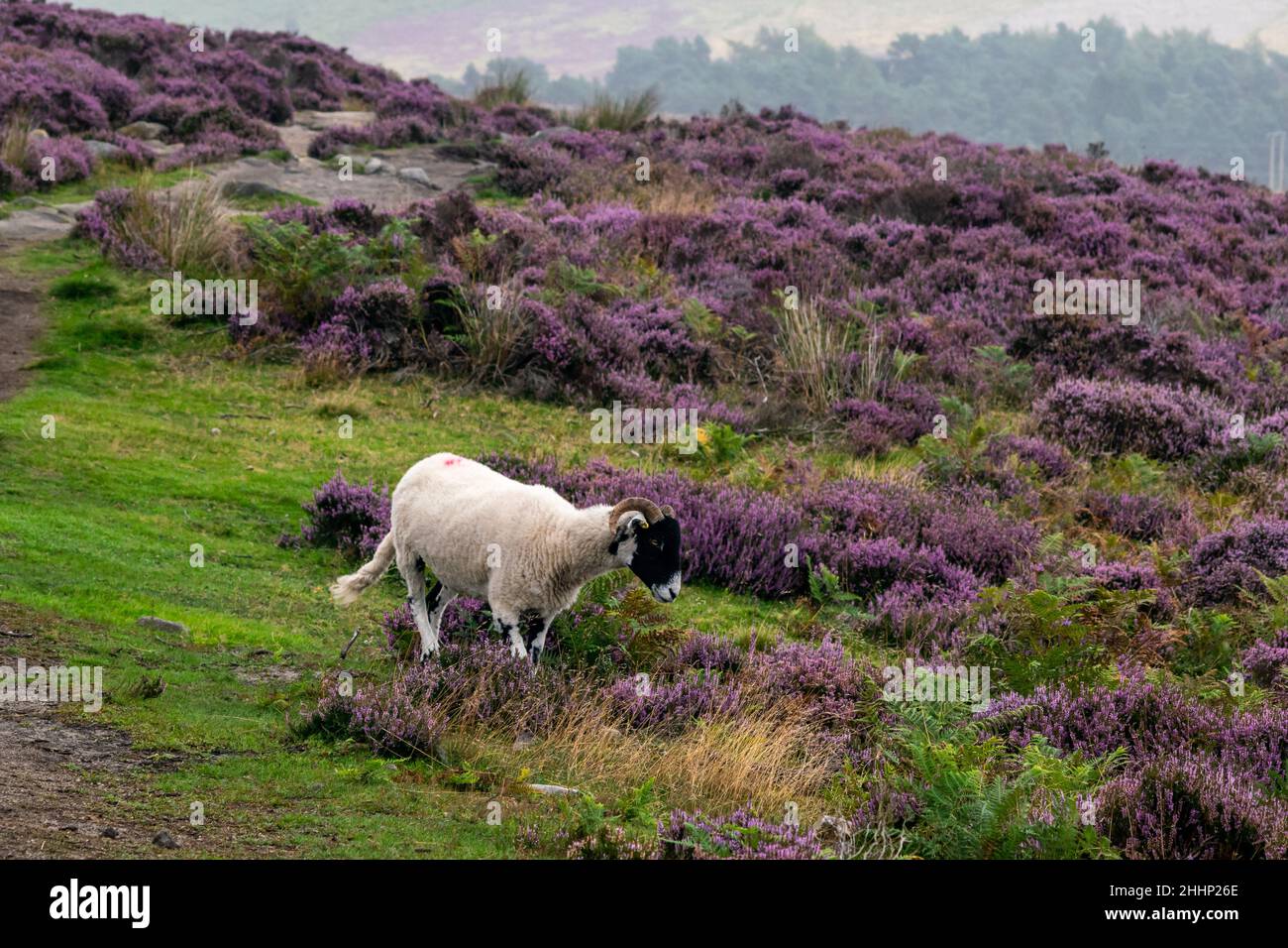 Schwarze und weiße Schafe, die den Hügel hinunter laufen, Nutztiere, die frei in violetten Heidekraut am Hang im Peak District National Park herumlaufen Stockfoto