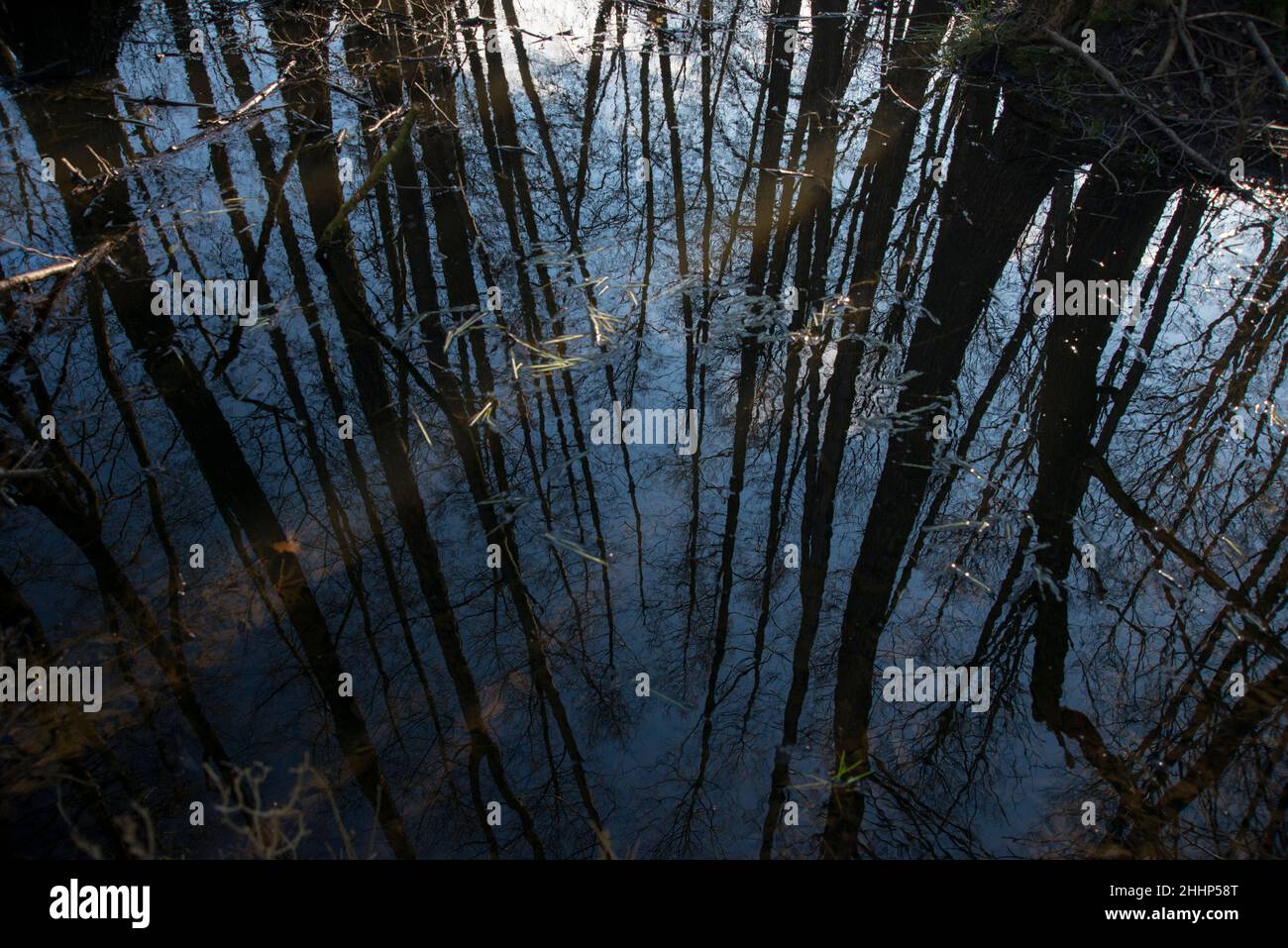 Moorlandschaft, Wasserspiegelung, Bäume Silhouette. Stockfoto
