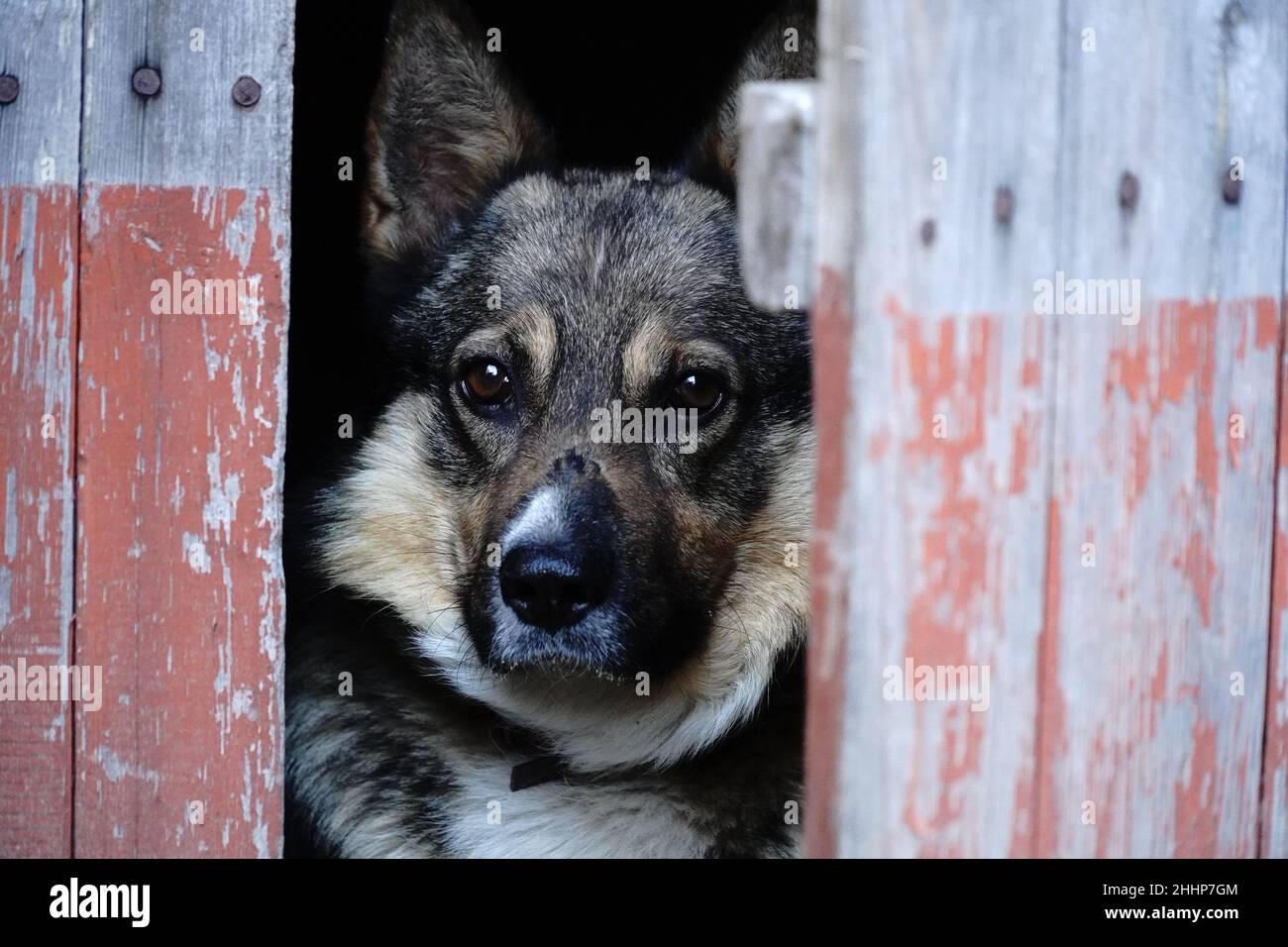 Ein Hund, der hinter einer leicht ajaren Tür herausguckt. Hundekopf zwischen den Brettern. Stockfoto