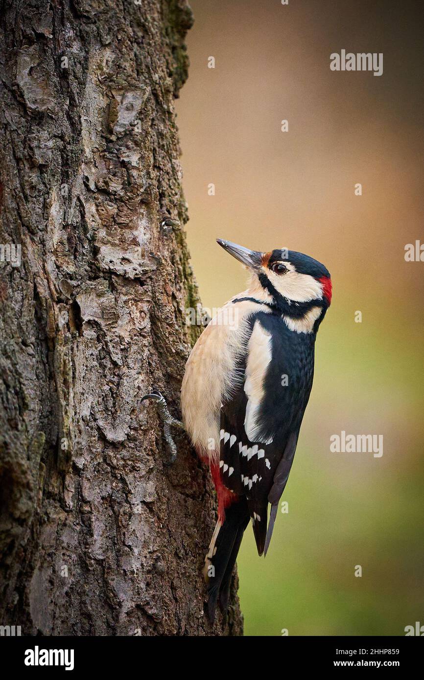 Buntspecht (Dendrocopos major), der auf einem Ast thront. Wildlife-Szene aus der Natur. Tier in der Natur Lebensraum. Vogel im Winterwald.im Fro Stockfoto