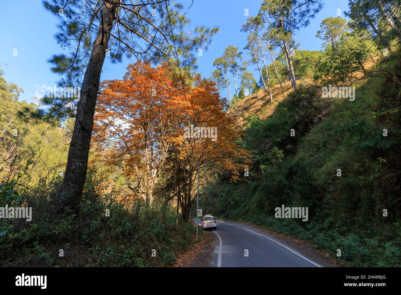 Kurvenreiche Himalaya-Straße und ein Kastanienbaum in seinen Herbstfarben Stockfoto