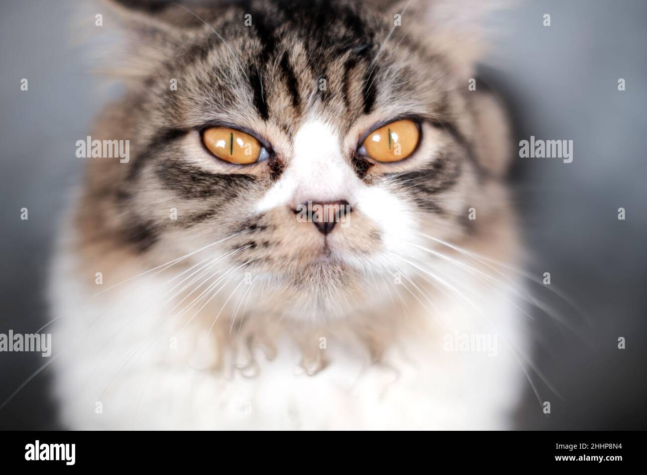 Gesichtsausdruck der Katze Stockfoto