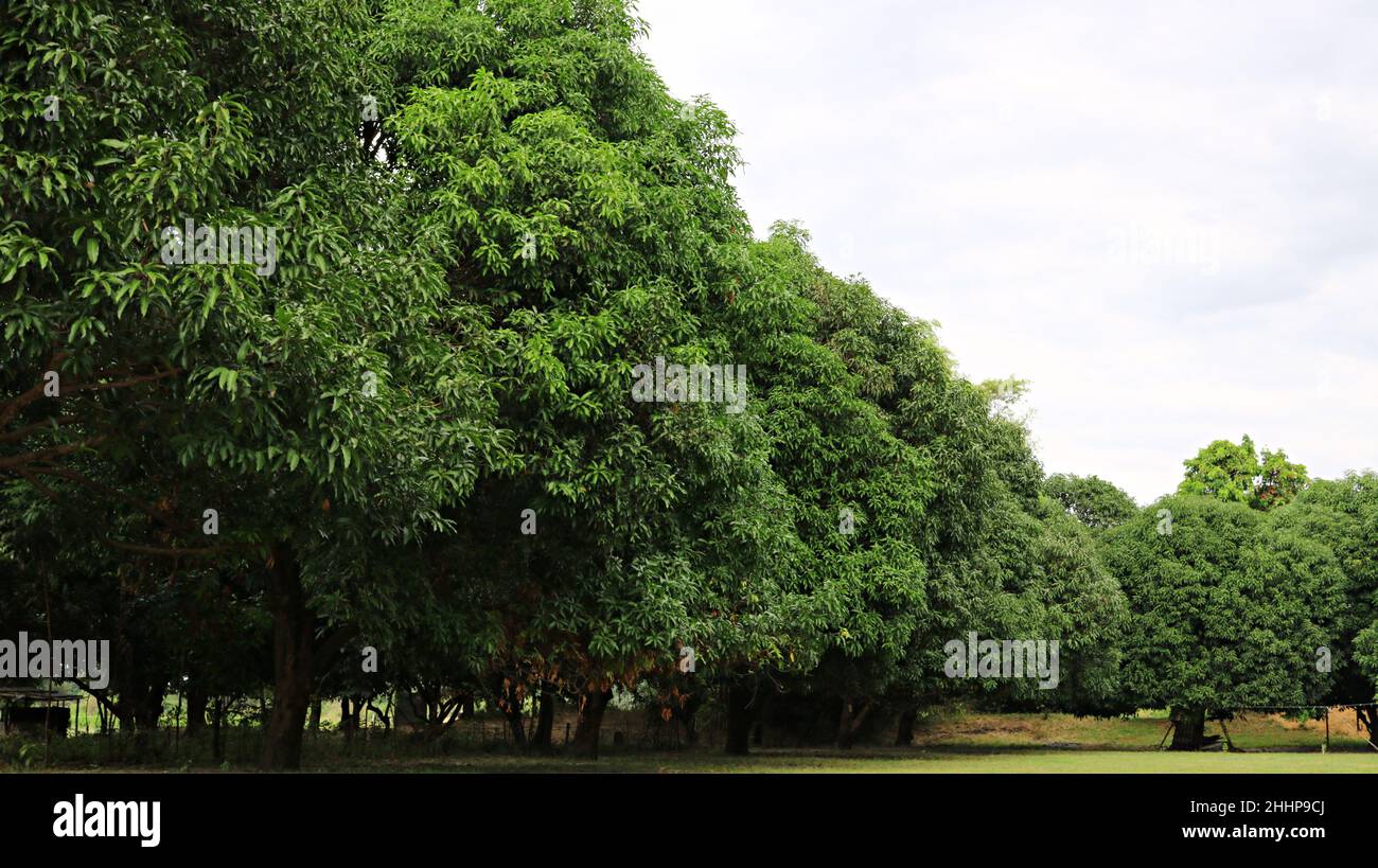 Phillipine Rural Scene - Garten mit Mangobäumen Stockfoto