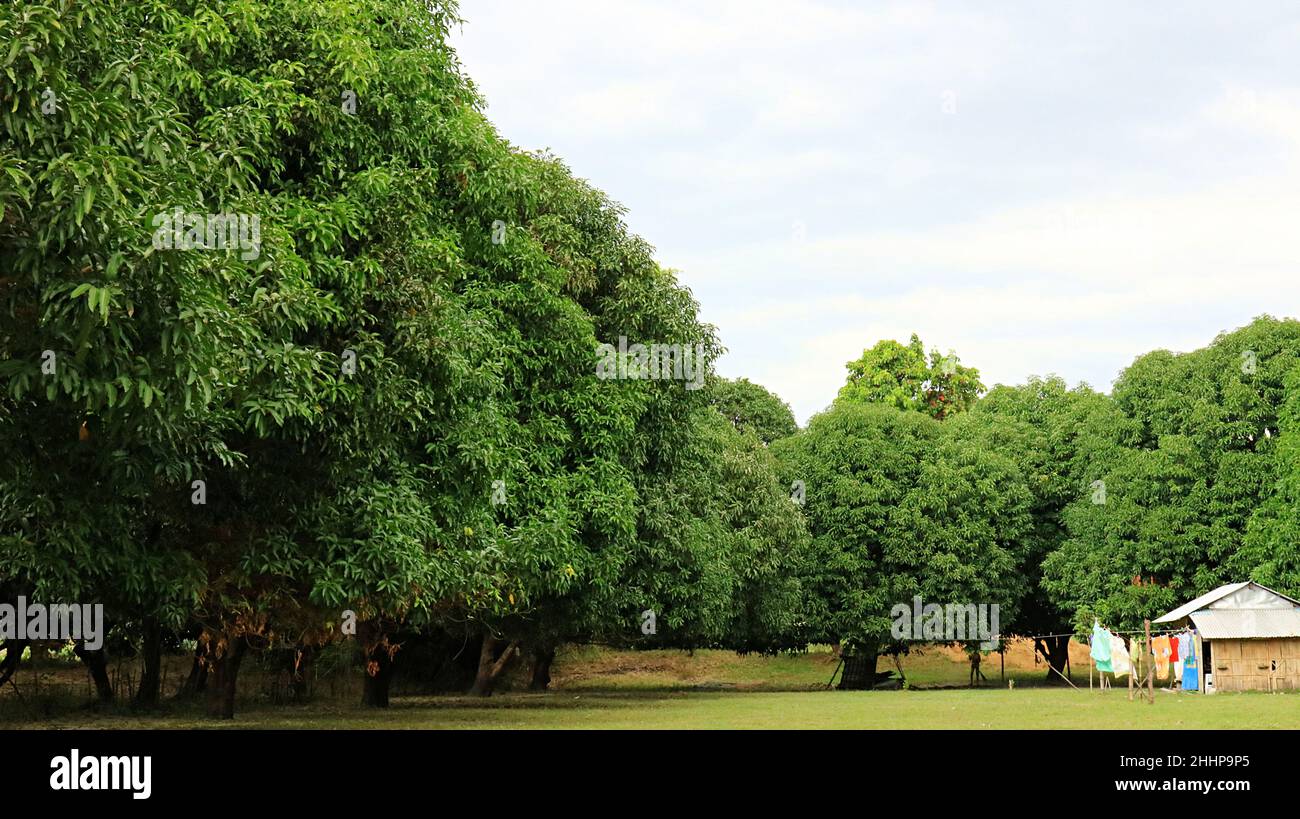 Phillipine Rural Scene - Garten mit Mangobäumen Stockfoto