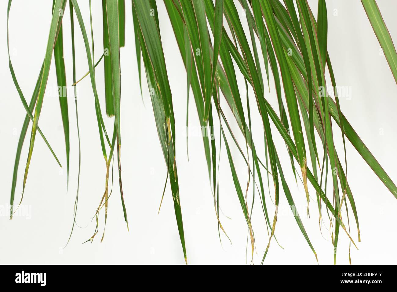 Blätter mit trockenen braunen Rändern von Dracaena marginata auf weißem Hintergrund Stockfoto