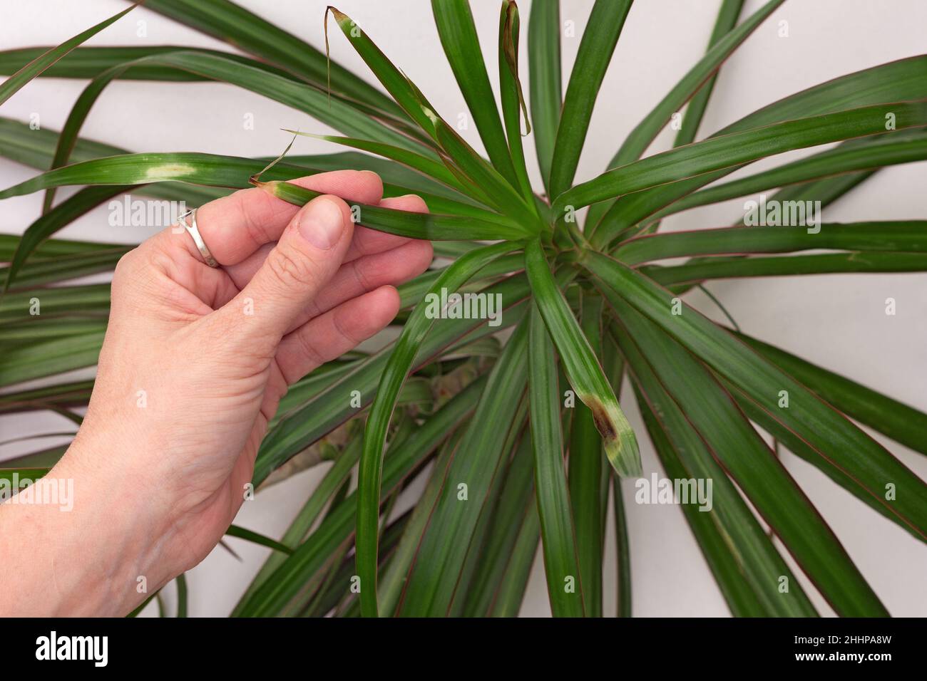 efeutute blue form Epipremnum Pinnatum 'Blue Form' (Efeutute)  Foliage Dreams