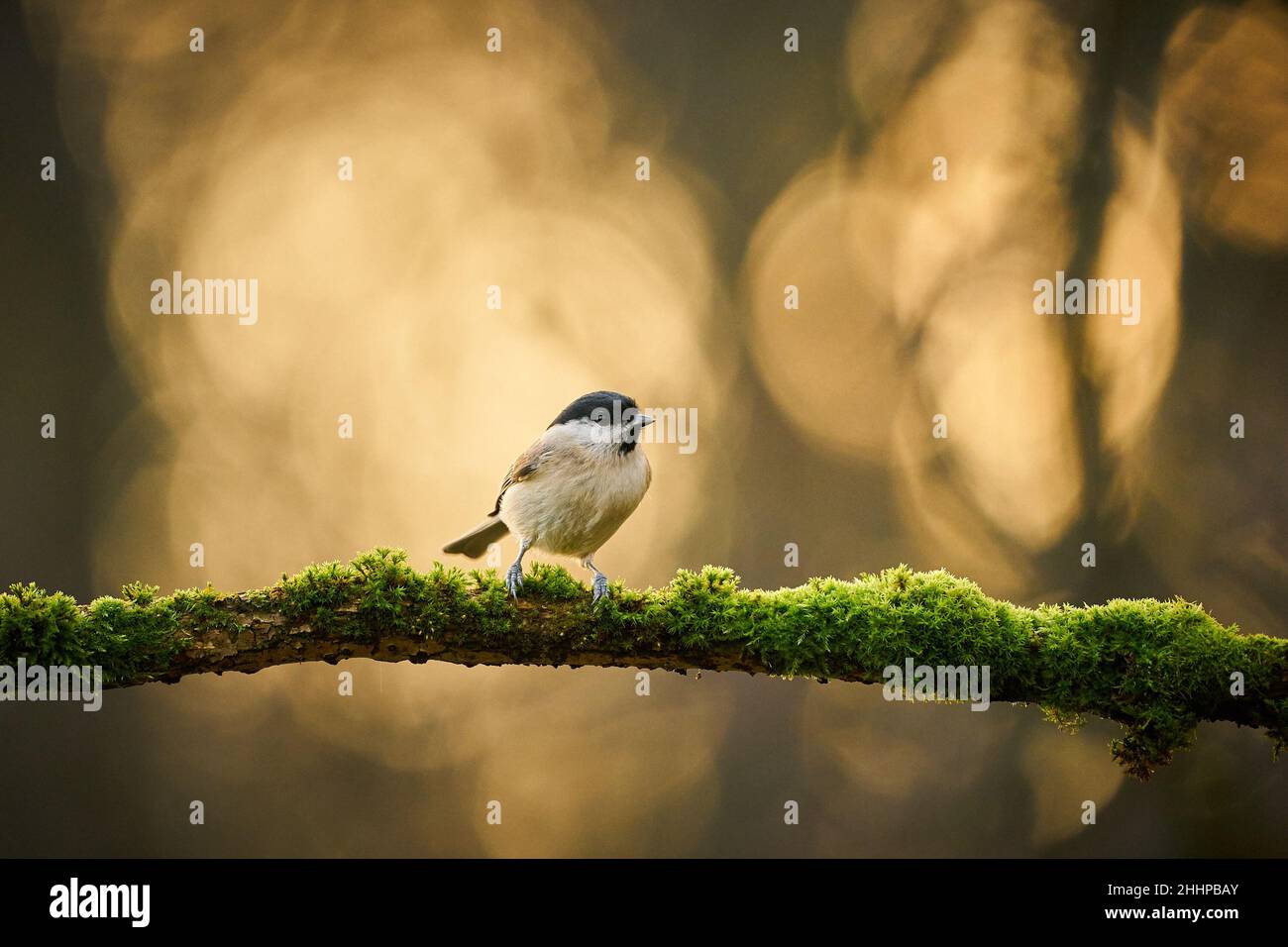 Marsh Tit (Poecile palustris), schwarz-weißer singbird, der auf dem schönen Flechtenbaum-Ast sitzt, tschechisch. Vogel in der Natur. Singvögel im natürlichen Lebensraum. Stockfoto