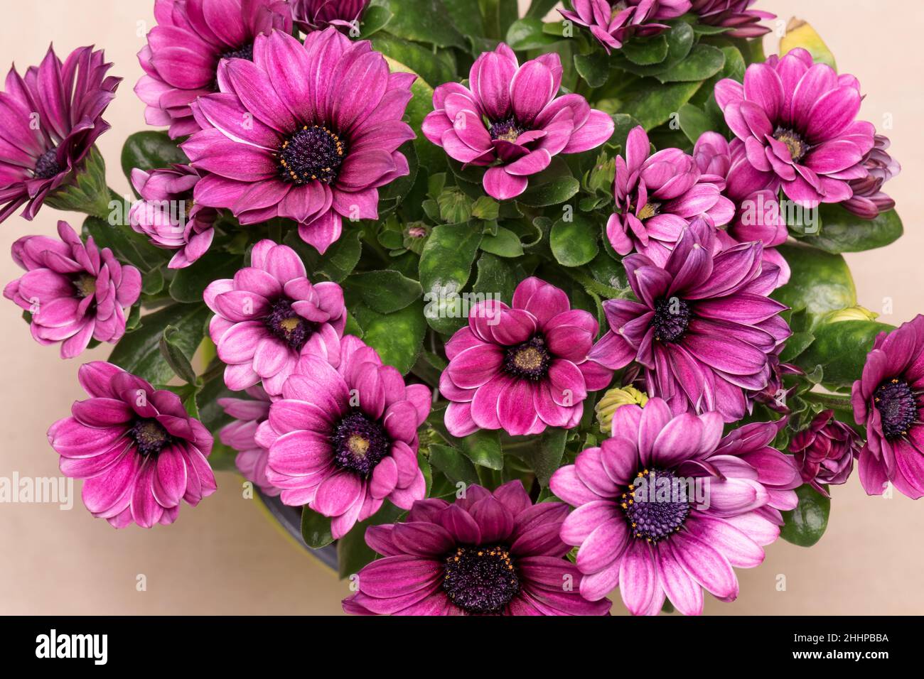 Blühende lila Osteospermum Blumen - Draufsicht. Schöne Osteospermum blüht aus der Nähe. Stockfoto