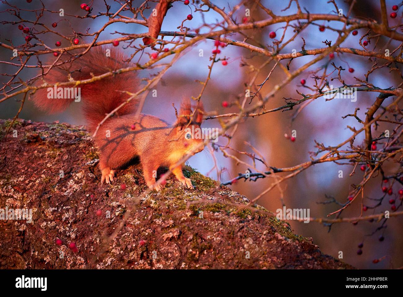 Eichhörnchen auf moosbedeckten Baum im roten Sonnenuntergang. Rotes Eichhörnchen sitzt auf einem Baum im Wald. Wunderschöne Eichhörnchen. Tier in der Natur Lebensraum. Stockfoto