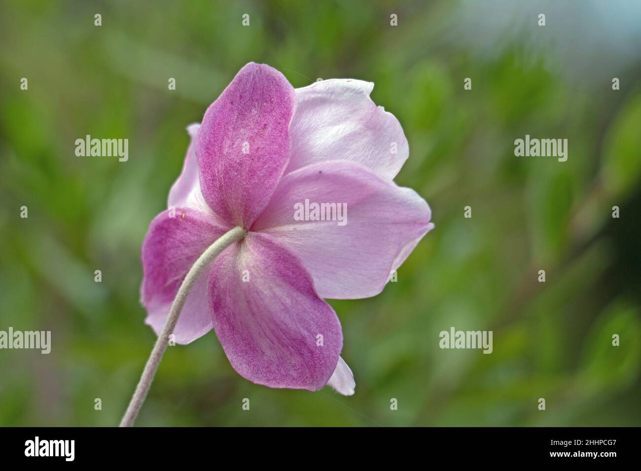 Rosafarbene japanische Anemonblume, Anemone x hybrida elegans, japanischer Tumbleweed oder Windblume, posterior, Rückansicht Stockfoto