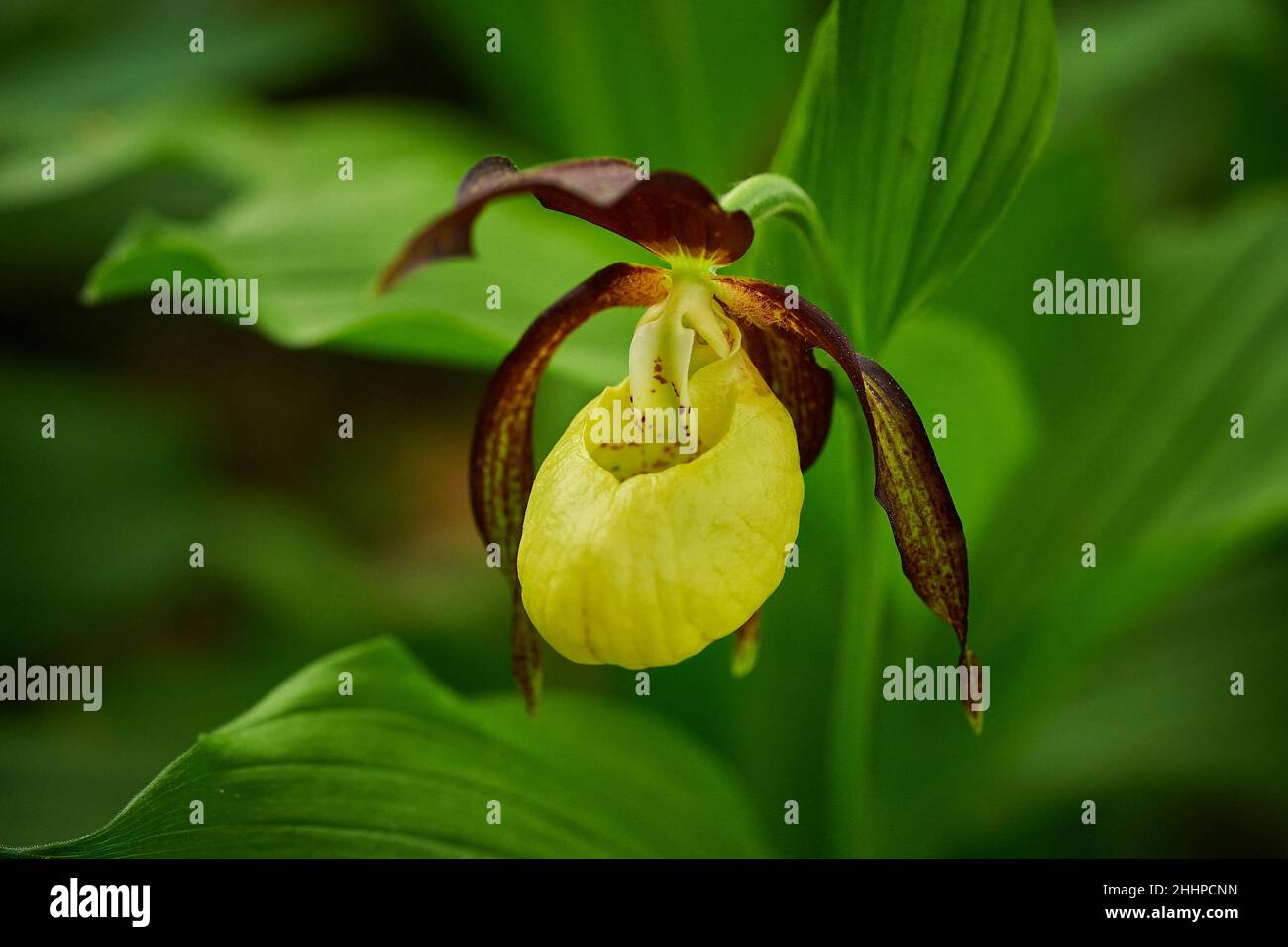 Schöne gelbe Blume auf dem grünen Hintergrund. Cypripedium calceolus im Wald. Wilde Orchideenblüte in der Natur. Gelb mit roten Blütenblättern. Wilde Orchidee im Natu Stockfoto